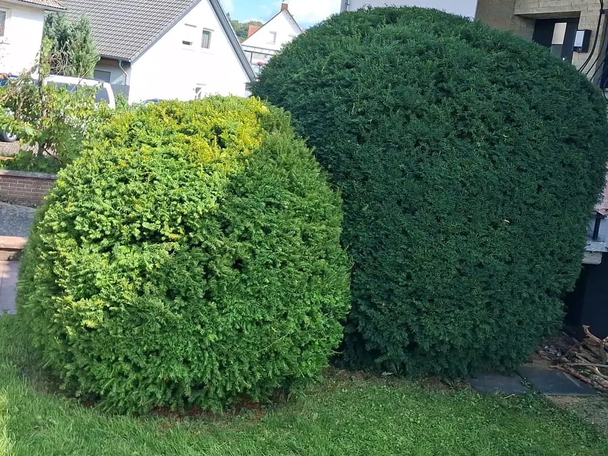 Zwei in Kugelform geschnittene Eiben auf einer Rasenfläche vor einem Wohnhaus.