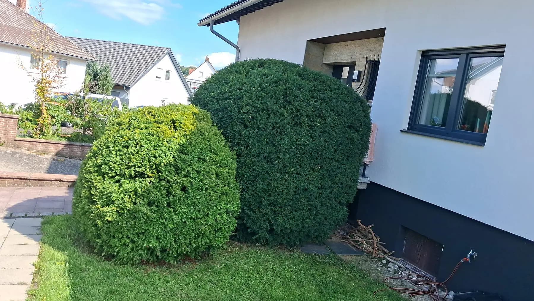 Zwei in Kugelform geschnittene Eiben am Eingang eines Wohnhauses, daneben der gepflasterte Hauszugang.