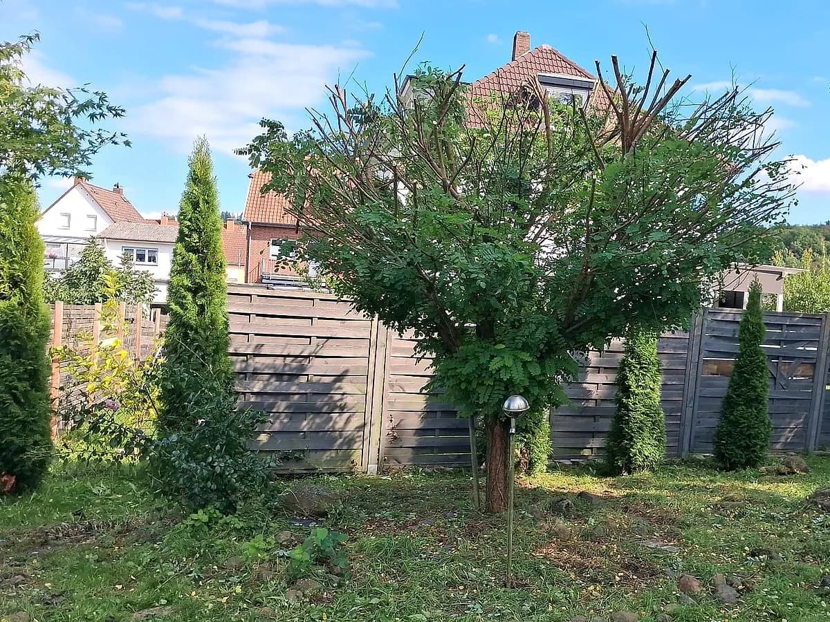 Frisch zurückgeschnittener Hausbaum in einem Garten, der Boden darunter ist geräumt.