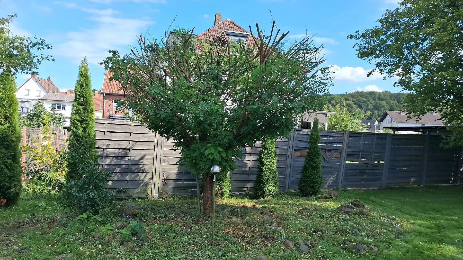 Frisch zurückgeschnittener Hausbaum in einem Garten, der Boden darunter ist von Schnittgut geräumt.