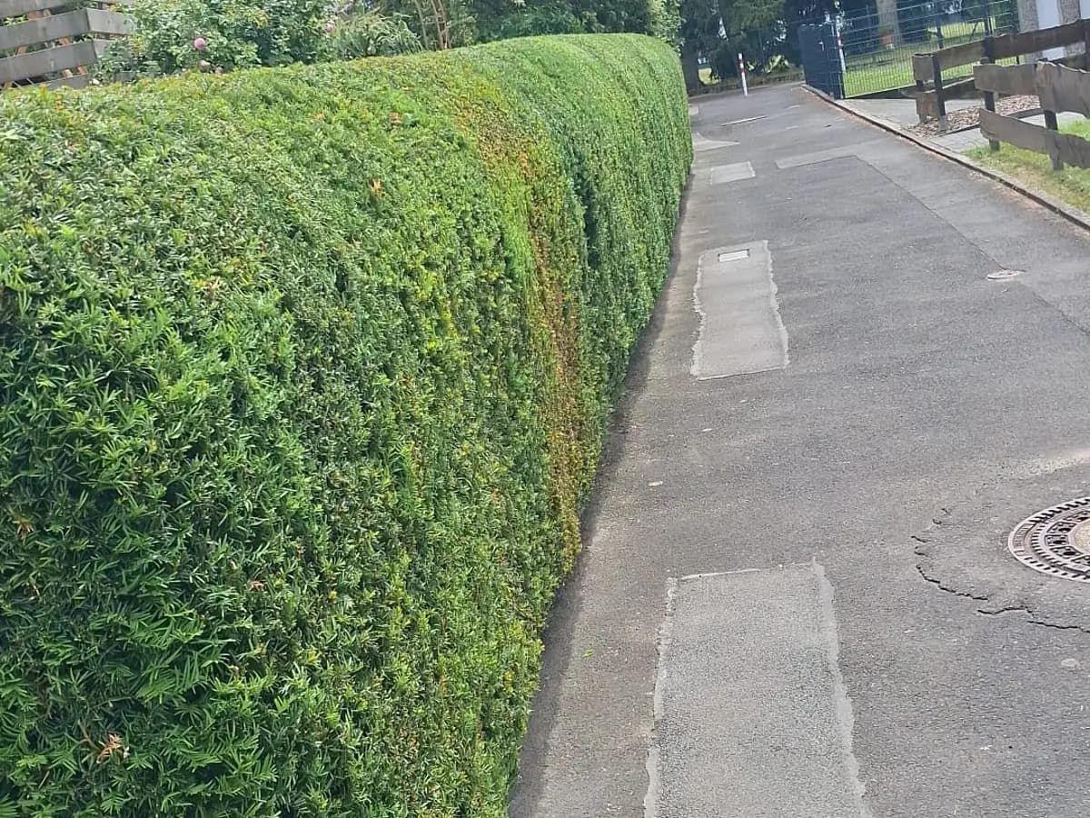 Frisch geschnittene Eibenhecke mit gerader Kante entlang einer Anliegerstrasse.