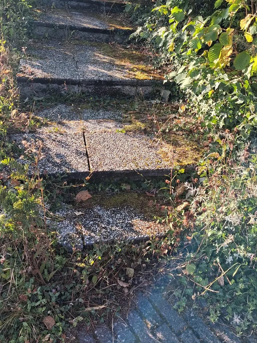 Zugewachsene, vermooste Aussentreppe mit Aufwuchs zwischen den Stufen.