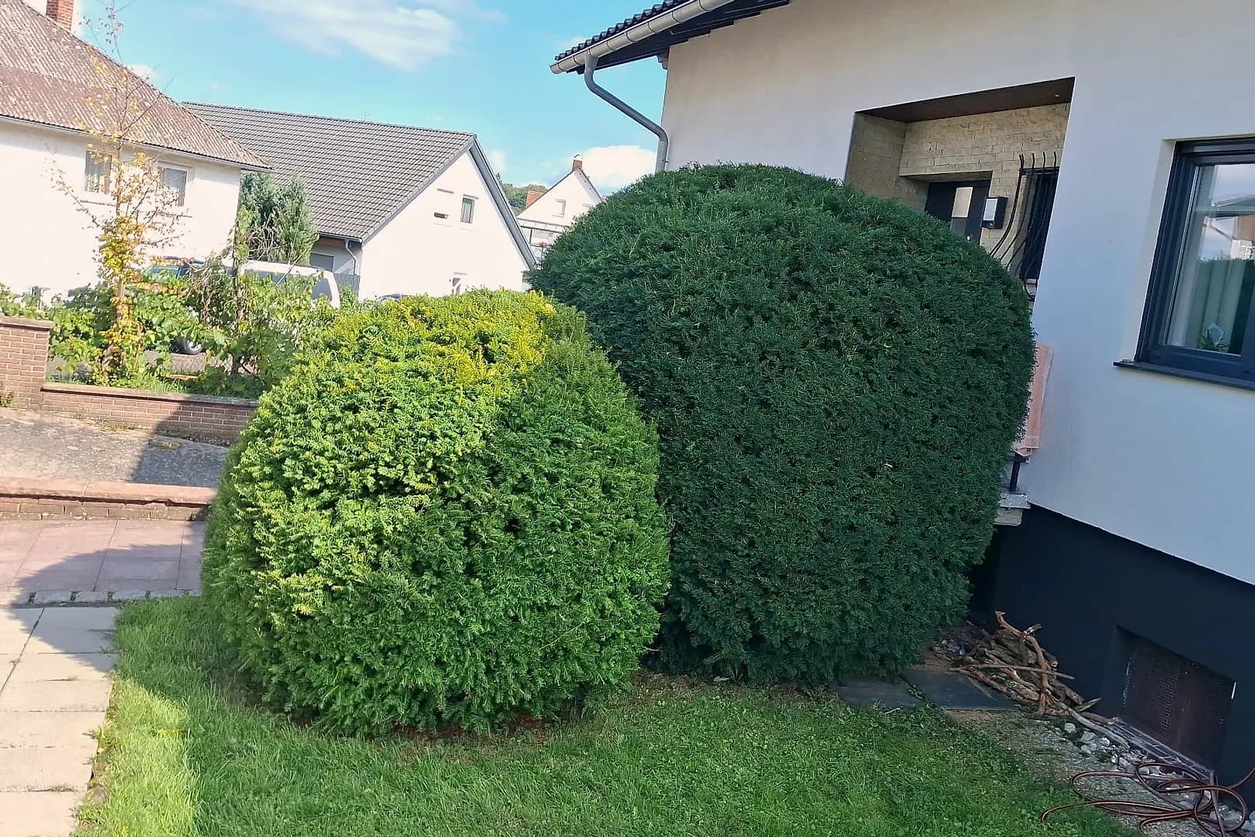In Kugelform geschnittene Eiben vor einem Wohnhaus, daneben der gepflasterte Hauszugang.